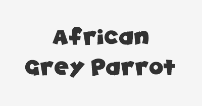 Thumbnail for lifespan of African Grey Parrot