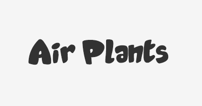 Thumbnail for lifespan of Air Plants