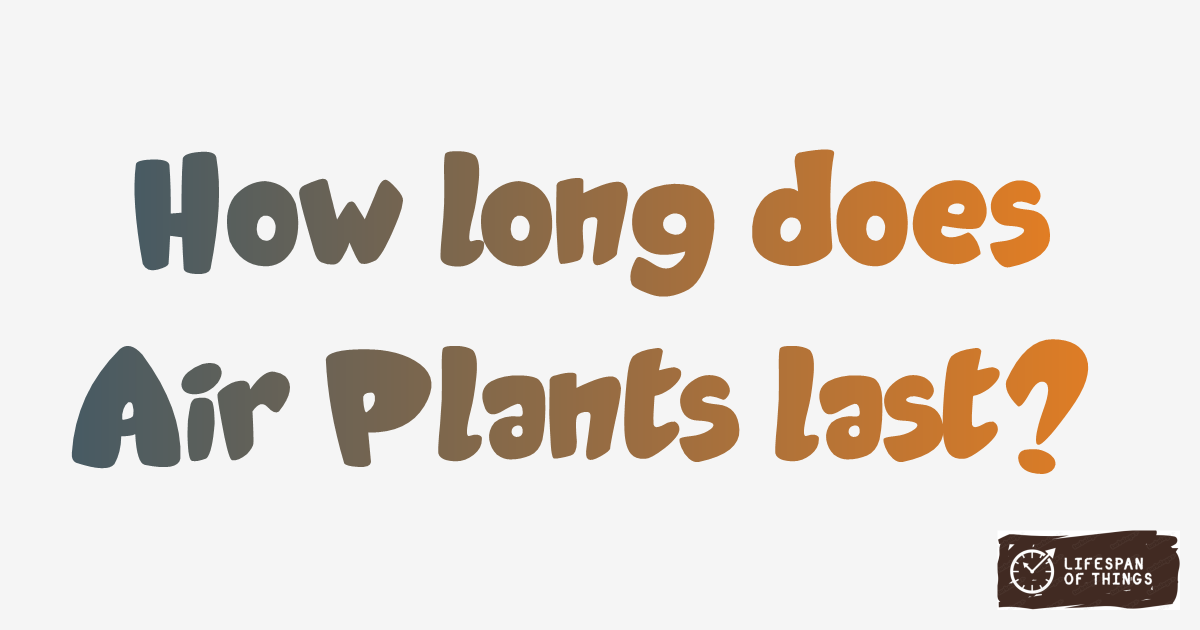 Lifespan of Air Plants