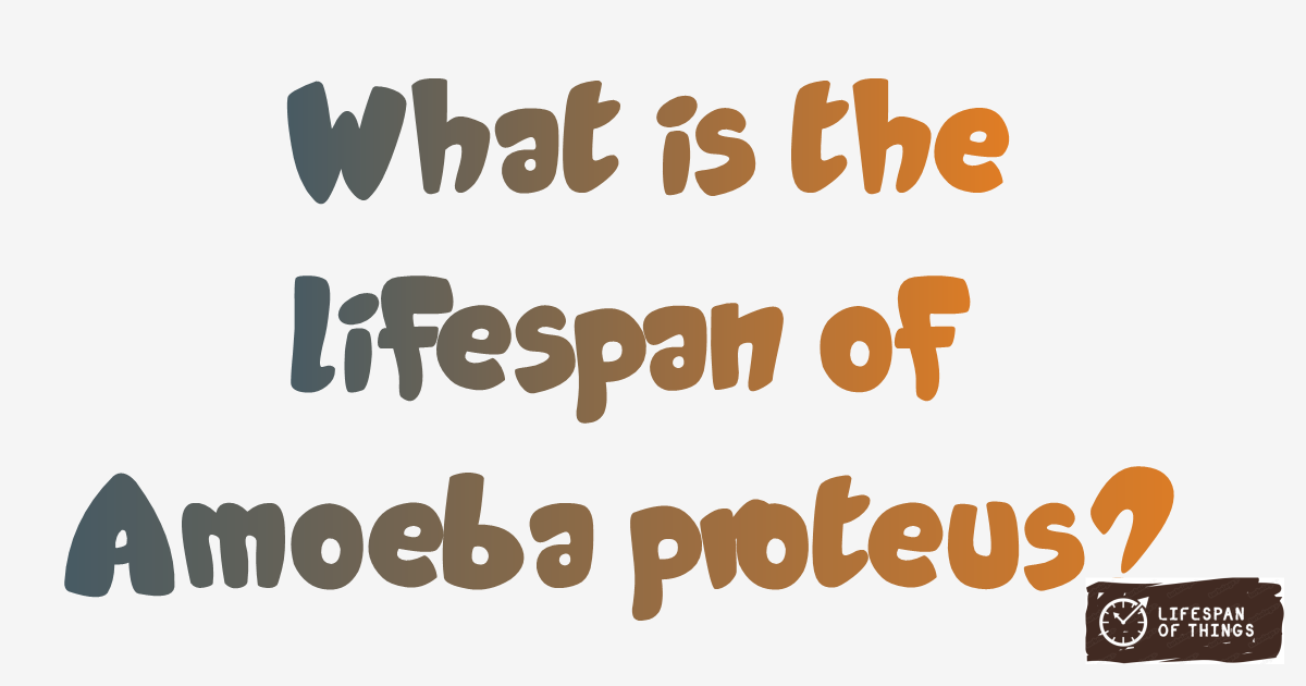 Lifespan of Amoeba proteus