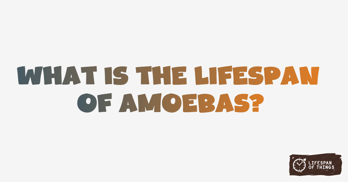 Lifespan of Amoebas