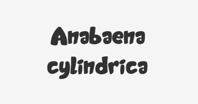 Thumbnail for lifespan of Anabaena cylindrica