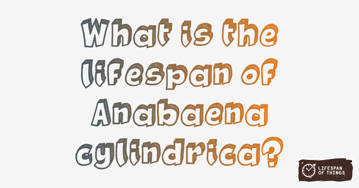 Lifespan of Anabaena cylindrica