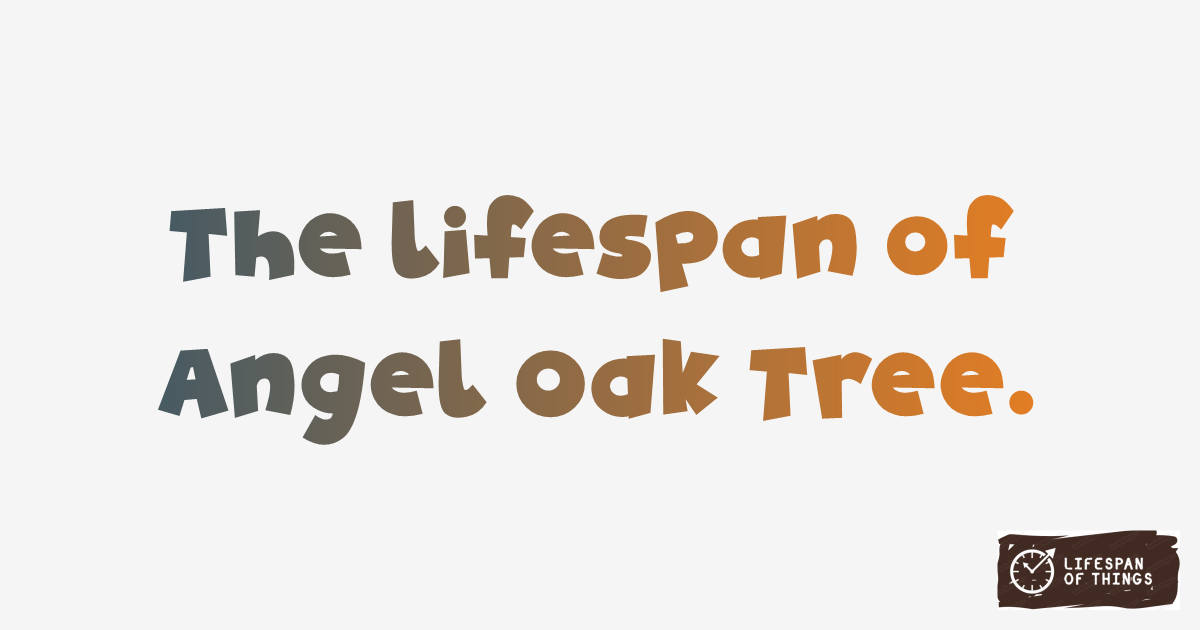 Lifespan of Angel Oak Tree