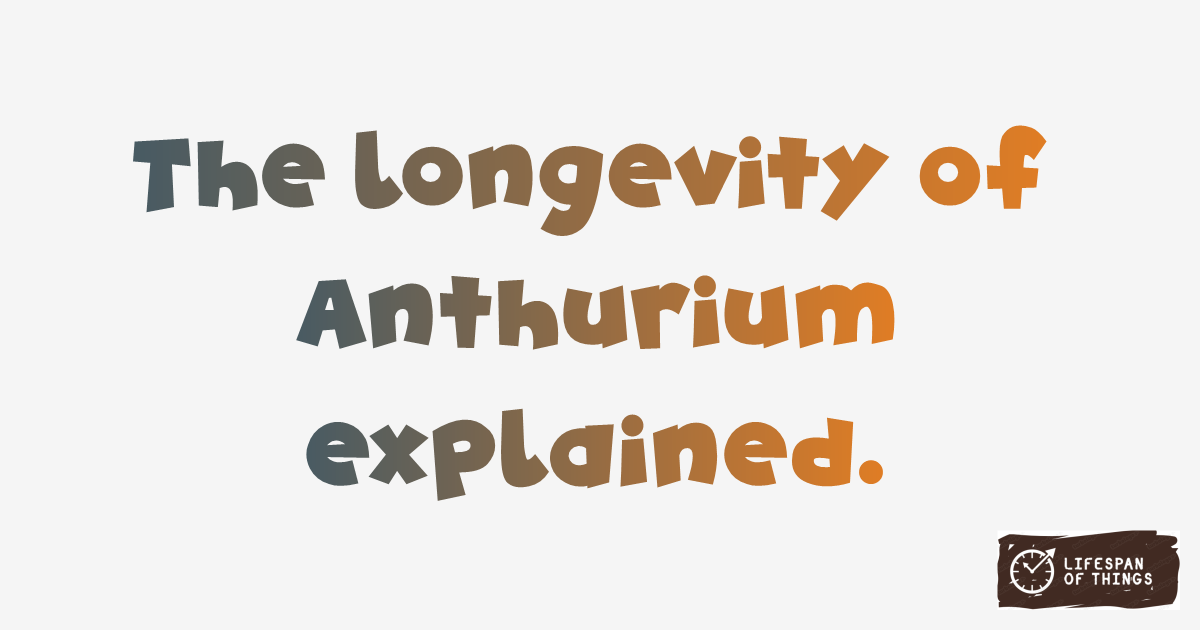 Lifespan of Anthurium