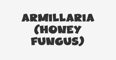 Thumbnail for lifespan of Armillaria (Honey Fungus)