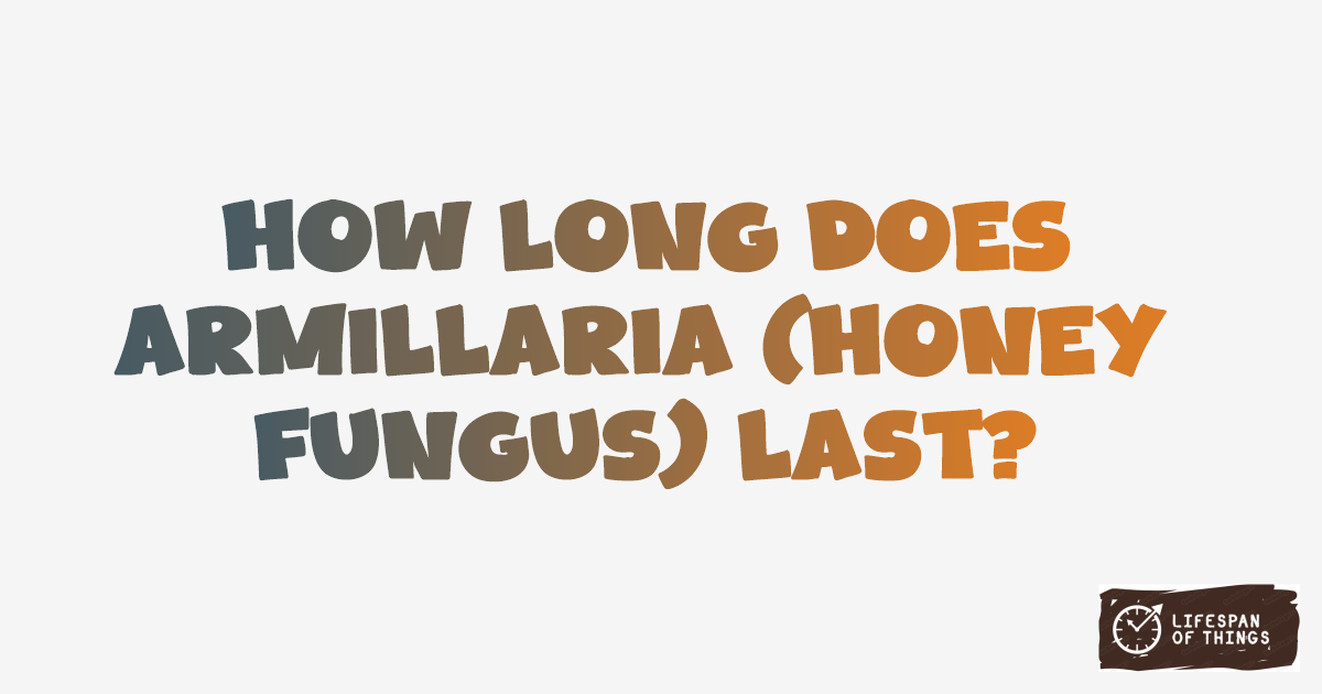 Lifespan of Armillaria (Honey Fungus)
