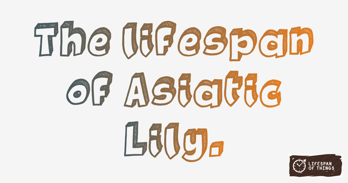 Lifespan of Asiatic Lily