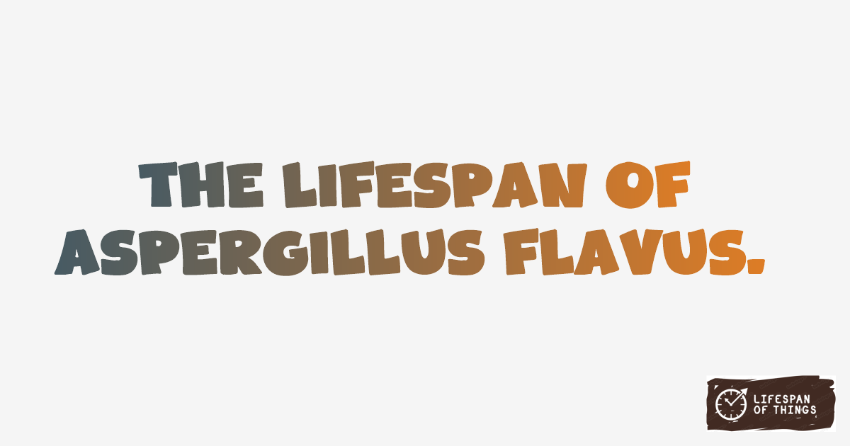 Lifespan of Aspergillus flavus