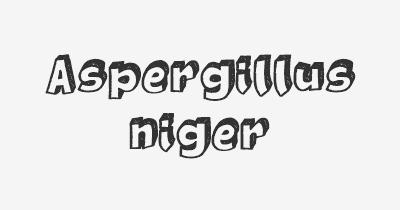Thumbnail for lifespan of Aspergillus niger