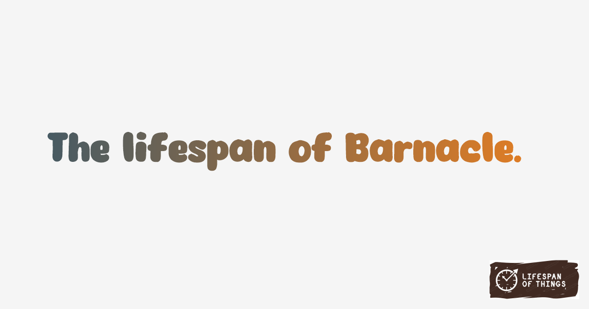 Lifespan of Barnacle