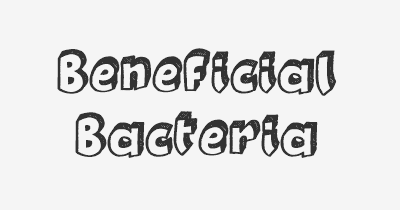 Thumbnail for lifespan of Beneficial Bacteria