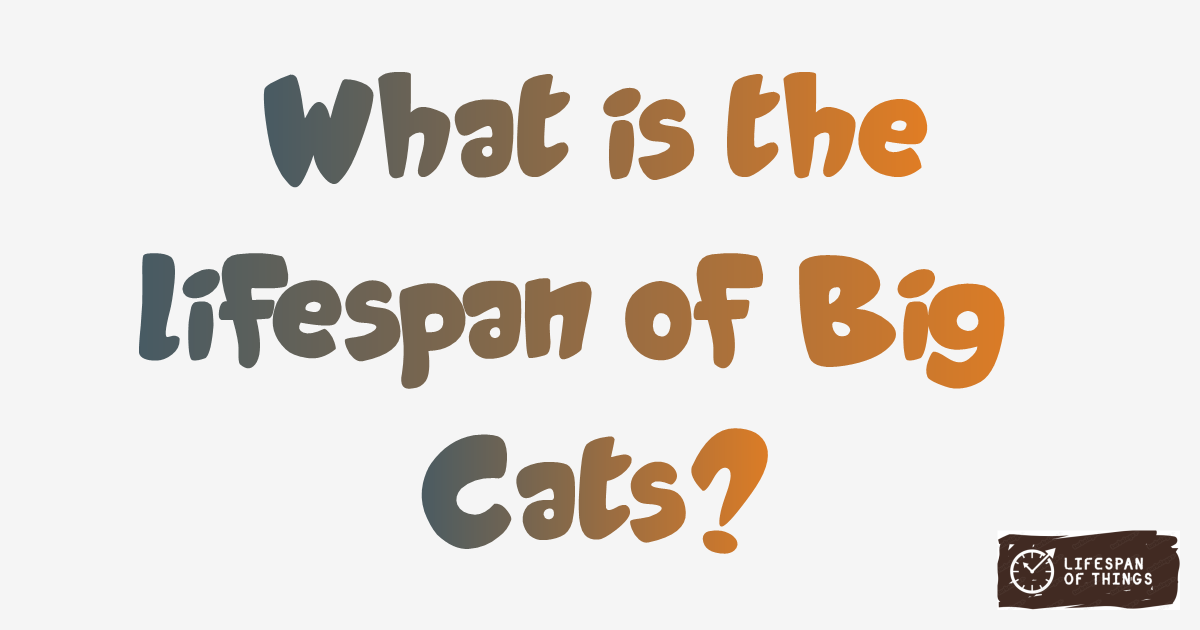 Lifespan of Big Cats