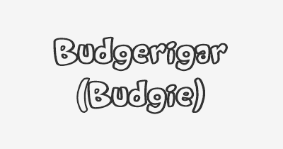 Thumbnail for lifespan of Budgerigar (Budgie)