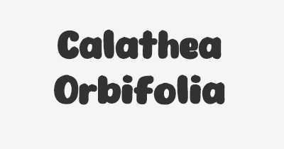 Thumbnail for lifespan of Calathea Orbifolia
