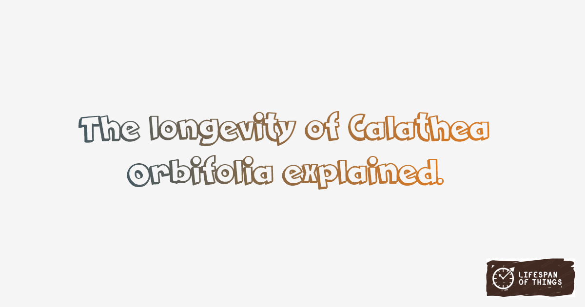 Lifespan of Calathea Orbifolia