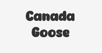 Thumbnail for lifespan of Canada Goose
