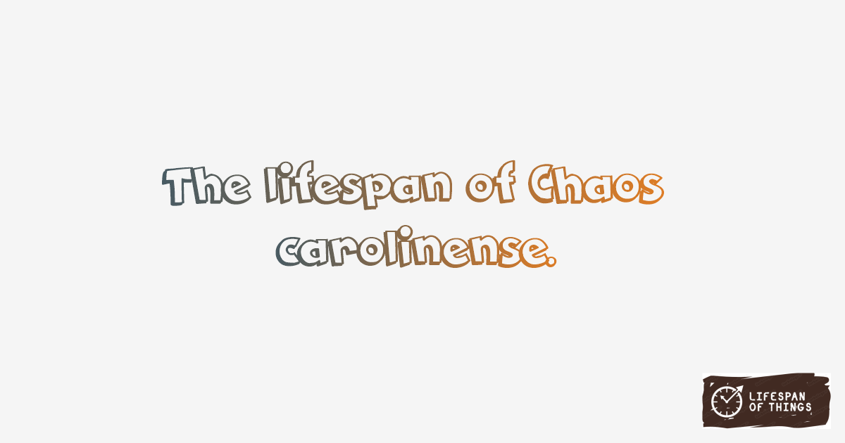 Lifespan of Chaos carolinense