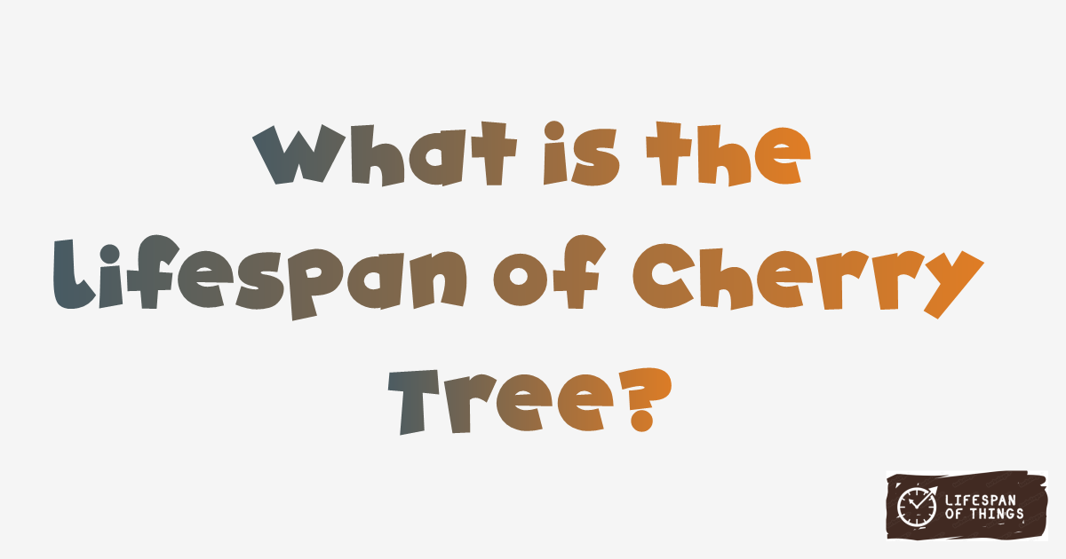 Lifespan of Cherry Tree