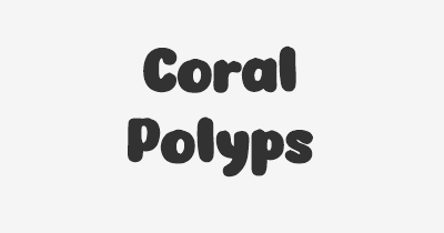 Thumbnail for lifespan of Coral Polyps