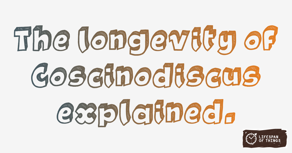 Lifespan of Coscinodiscus
