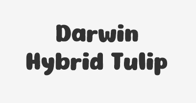 Thumbnail for lifespan of Darwin Hybrid Tulip