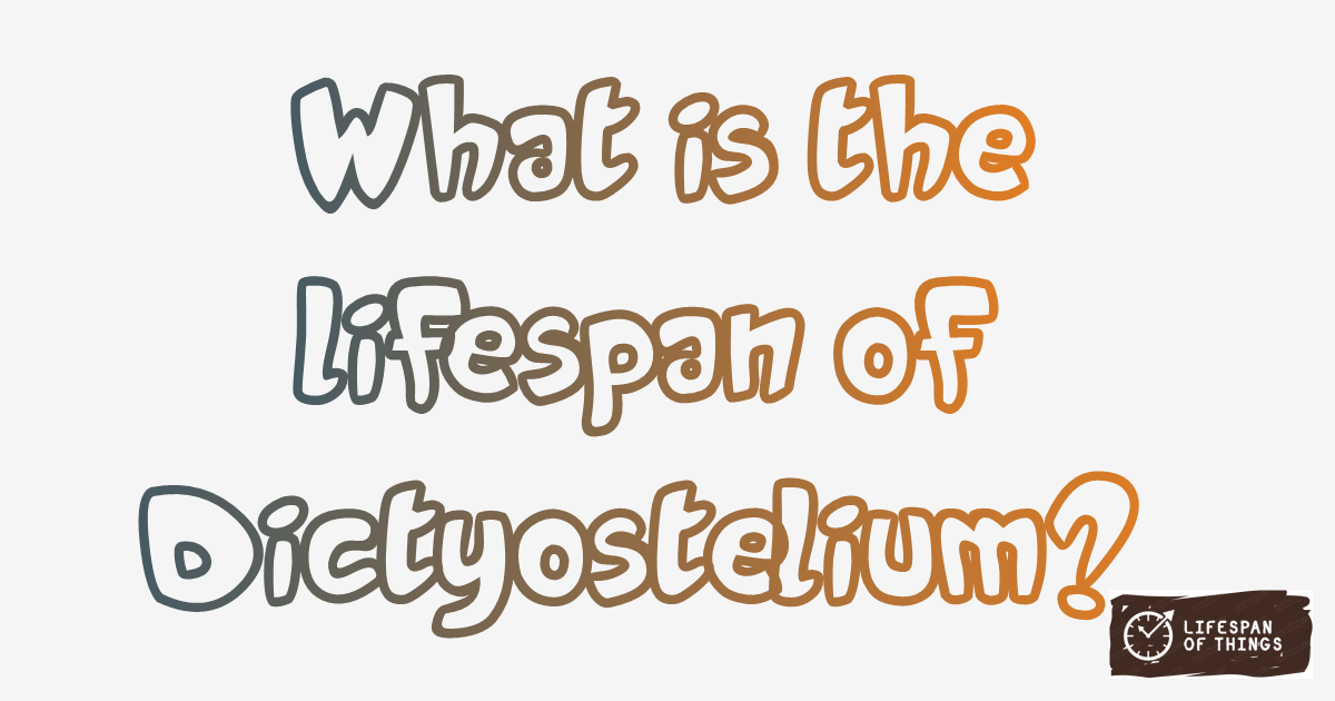 Lifespan of Dictyostelium