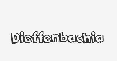 Thumbnail for lifespan of Dieffenbachia
