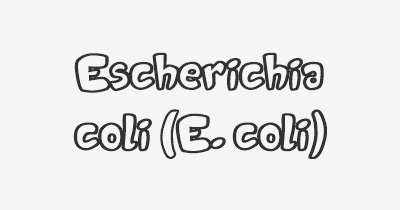 Thumbnail for lifespan of Escherichia coli (E. coli)