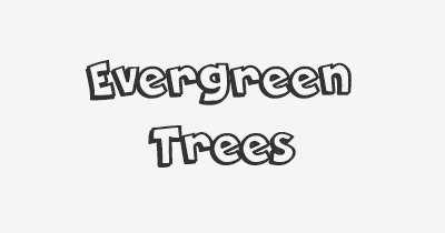 Thumbnail for lifespan of Evergreen Trees