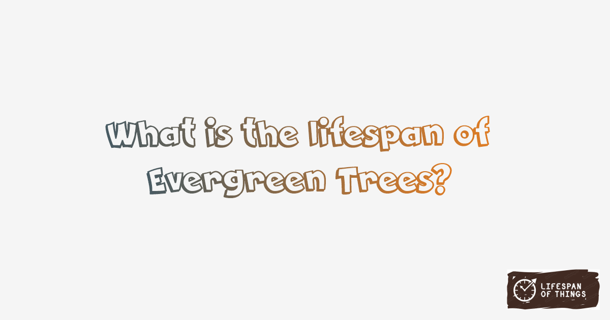 Lifespan of Evergreen Trees