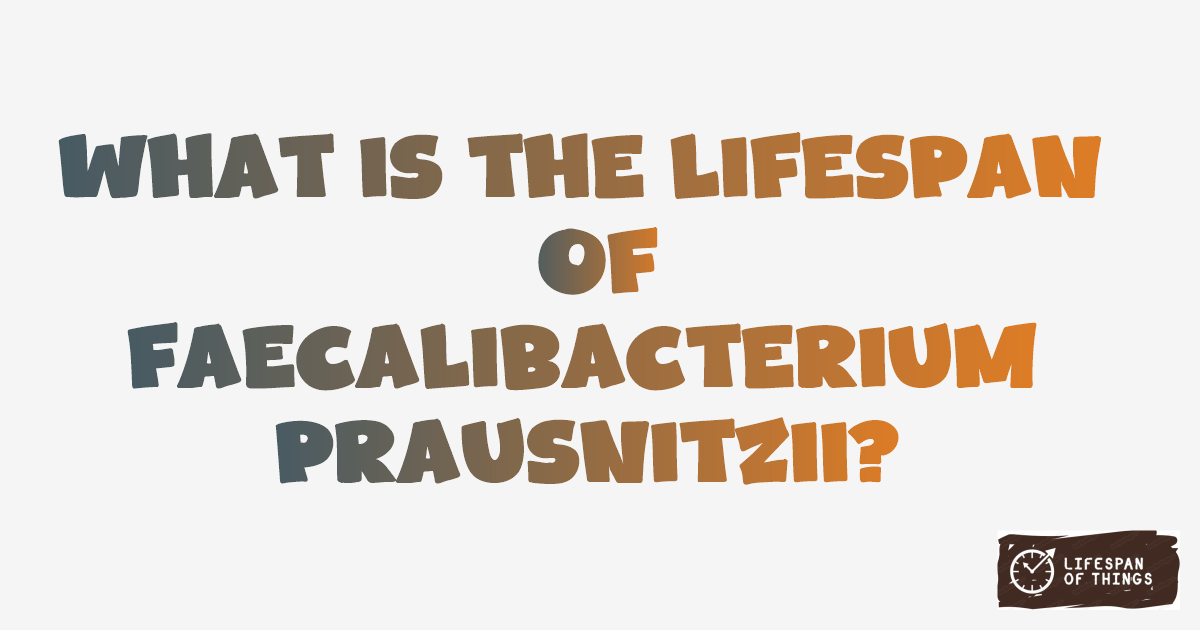 Lifespan of Faecalibacterium prausnitzii