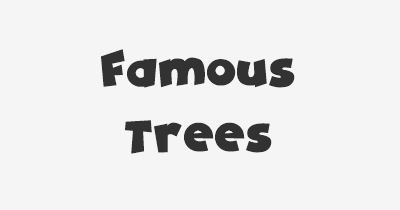 Thumbnail for lifespan of Famous Trees