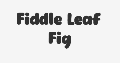 Thumbnail for lifespan of Fiddle Leaf Fig