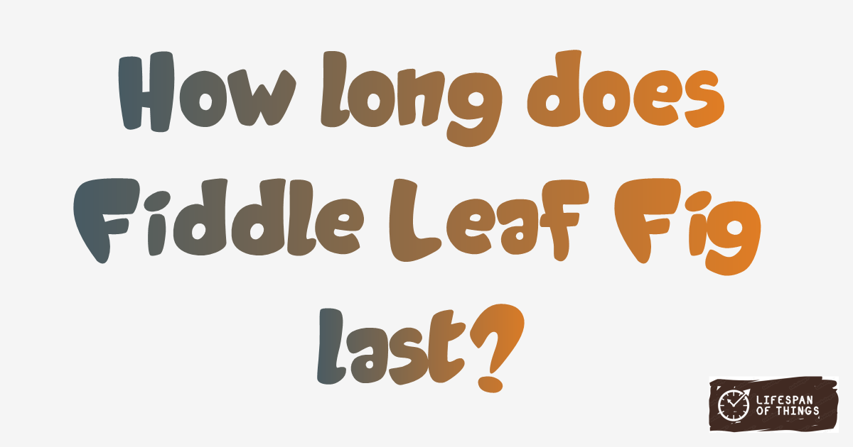 Lifespan of Fiddle Leaf Fig