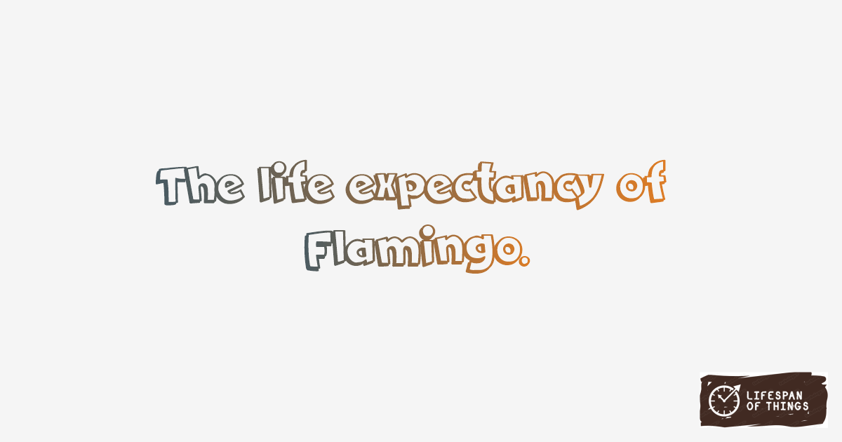 Lifespan of Flamingo