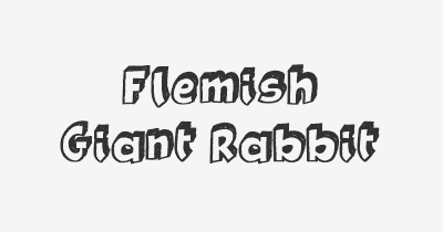 Thumbnail for lifespan of Flemish Giant Rabbit