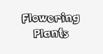 Thumbnail for lifespan of Flowering Plants