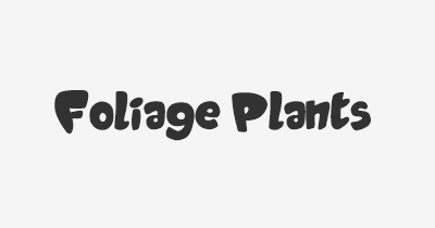 Thumbnail for lifespan of Foliage Plants