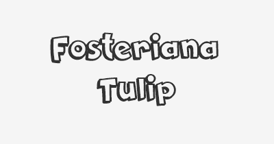 Thumbnail for lifespan of Fosteriana Tulip