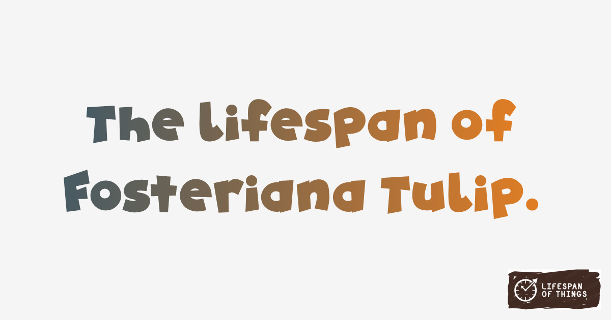 Lifespan of Fosteriana Tulip