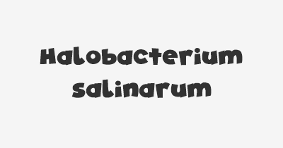 Thumbnail for lifespan of Halobacterium salinarum