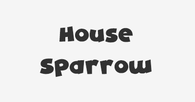 Thumbnail for lifespan of House Sparrow