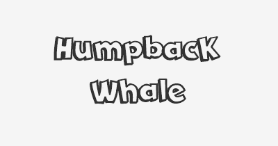 Thumbnail for lifespan of Humpback Whale
