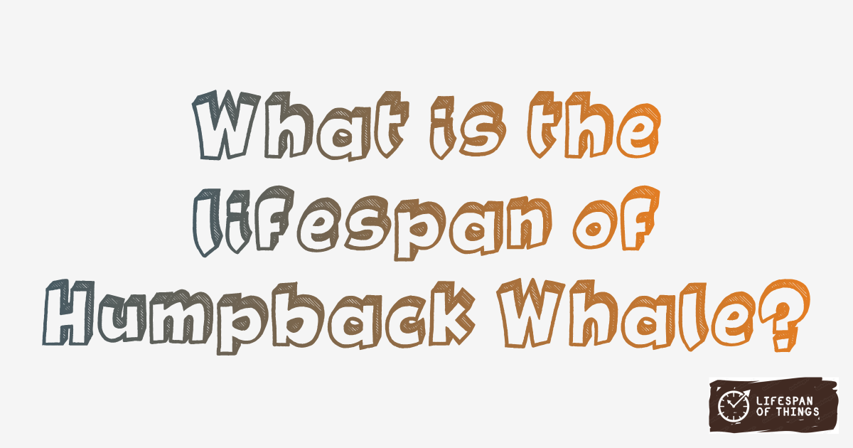 Lifespan of Humpback Whale
