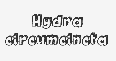 Thumbnail for lifespan of Hydra circumcincta