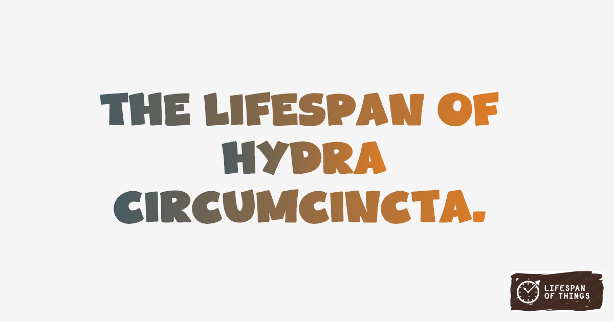 Lifespan of Hydra circumcincta