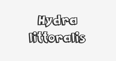 Thumbnail for lifespan of Hydra littoralis