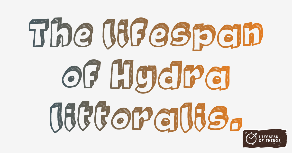 Lifespan of Hydra littoralis