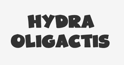 Thumbnail for lifespan of Hydra oligactis